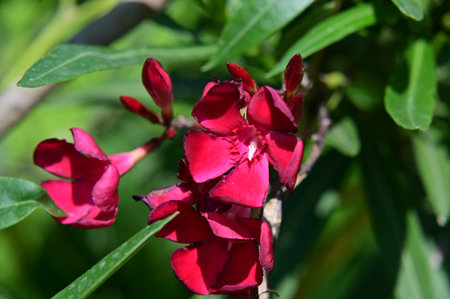 Red oleander flowers on a green background, close-upの写真素材