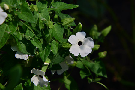 White flower in the garden on a background of green leaves, close-upの写真素材