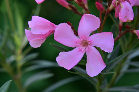Pink oleander flowers on a green background, close-upの写真素材