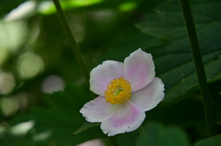 Anemone japonica, Japanese anemone, Japanese anemoneの写真素材