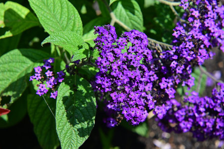 Purple flowers of Buddleja davidii in a garden.の写真素材
