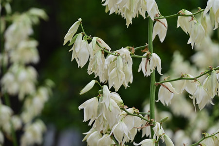 Close-up of white flowers of yucca plant in bloomの写真素材