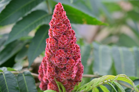Close up of a red flower on a tree in the garden.の写真素材