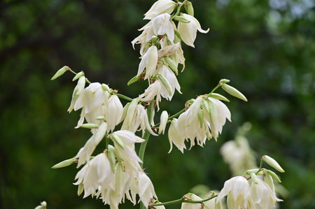 White yucca flowers on a background of green leaves in the gardenの写真素材