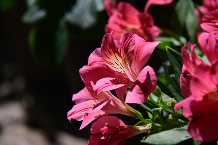 Beautiful pink alstroemeria flowers in the garden, stock photoの写真素材