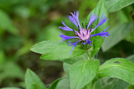 Blue cornflower (Centaurea cyanus) in the gardenの写真素材