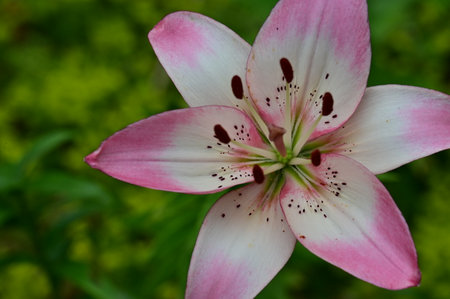 pink lily flower on green background, closeup of photoの写真素材