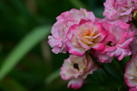 Beautiful pink and white rose in the garden with natural background.の写真素材