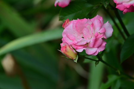 Beautiful pink rose in the garden. Selective focus, shallow depth of field.の写真素材