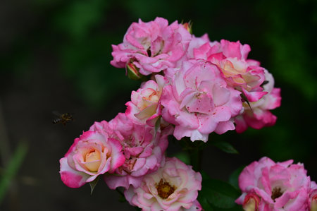 pink and white roses in the garden, closeup of photoの写真素材