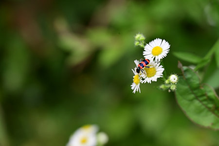 A ladybug on a daisy flower on a green background.の写真素材