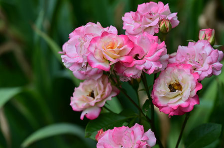Beautiful pink roses in the garden. Selective focus. Nature.の写真素材