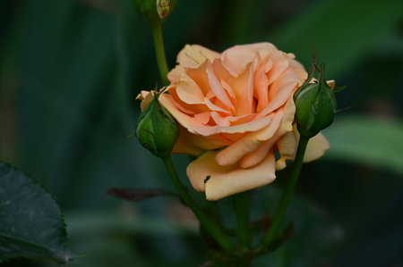 Orange rose with green leaves in the background. Shallow depth of field.の写真素材