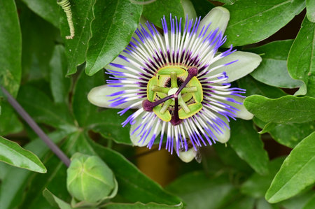 passion flower, passionflower, Passiflora caeruleaの写真素材