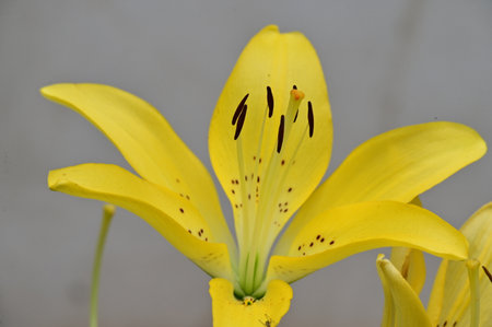 Yellow lily on a gray background. Close-up, macroの写真素材