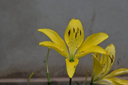 Yellow lily flower in the garden with cement wall background, stock photoの写真素材