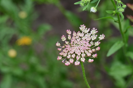 Flowering plant on the background of green grass in the gardenの写真素材