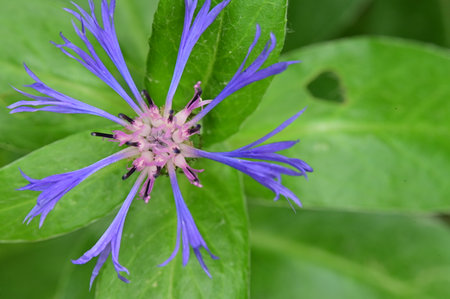 Centaurea cyanus, also known as cornflower.の写真素材