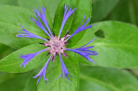 Centaurea cyanus. Centaurea cyanusの写真素材