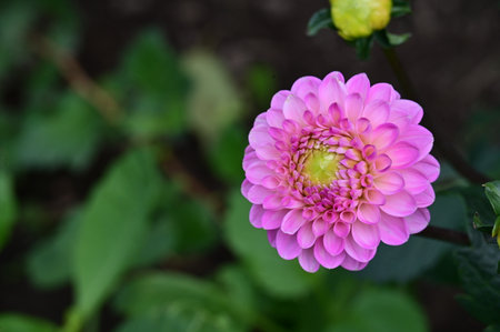 Beautiful pink dahlia flower in the garden, stock photoの写真素材