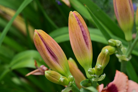 Close up of lily flower buds in the garden. Macro photography.の写真素材