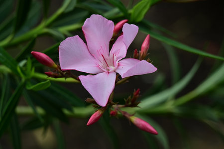 pink oleander flower in the garden, close-upの写真素材