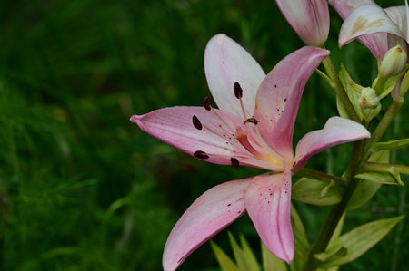 pink lily in the garden on a background of green grassの写真素材