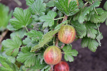 Red gooseberries growing in the garden on a branch with green leavesの写真素材