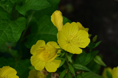 Yellow flowers of evening primrose (Oenothera pratensis)の写真素材