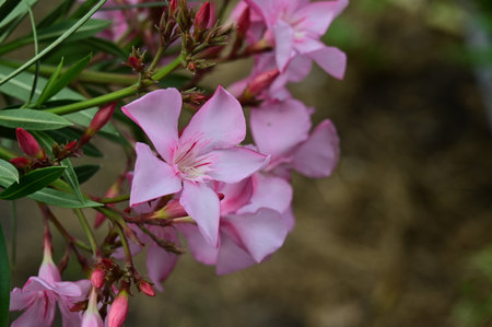 Pink oleander flowers in the garden. (Nerium oleander)の写真素材