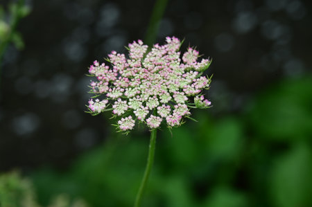 Astragalus umbellatus, commonly known as cow parsnipの写真素材