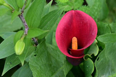 Close up of a red calla lily (Calla lily)の写真素材