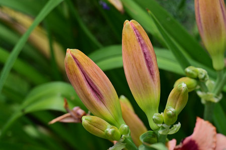 Lily buds in the garden, close-up of flowers.の写真素材