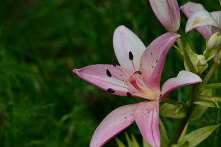 pink lily in the garden on a background of green grassの写真素材