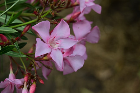 Pink oleander flowers blooming in the garden, close upの写真素材