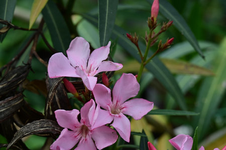 Pink oleander flower blooming in the garden, Thailand.の写真素材