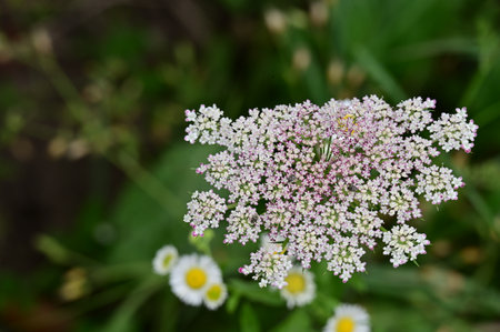 Close up of white wild flowers on blurred background. Shallow depth of fieldの写真素材