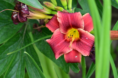 Red daylily (Hemerocallis fulva) in the gardenの写真素材