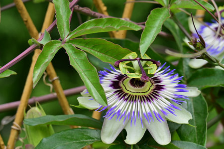 Passiflora caerulea, Passiflora caeruleaの写真素材