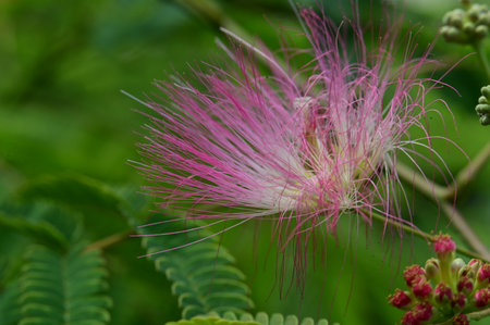 Albizia julibrissin, Pink flower in gardenの写真素材