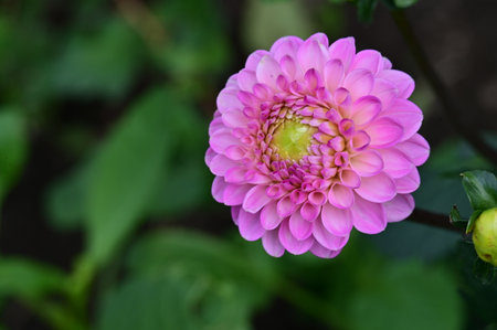 Beautiful pink dahlia flower in the garden, stock photoの写真素材