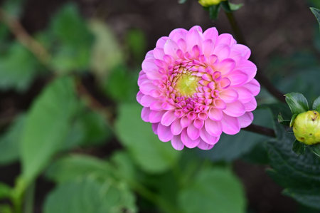Beautiful pink dahlia flower in the garden. Selective focus.の写真素材