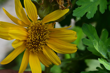 Close up of a yellow flower with green leaves in the background.の写真素材