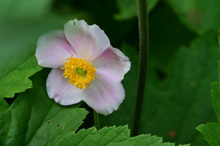 Japanese anemone (Anemone hupehensis)の写真素材