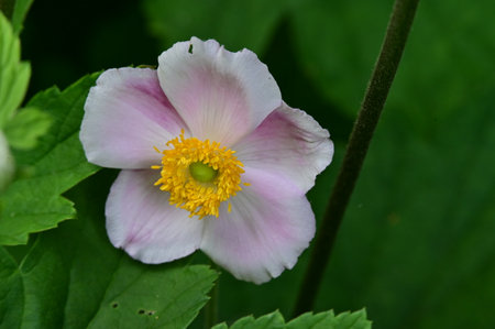 Anemone japonica, Japanese anemone, Japanese anemoneの写真素材