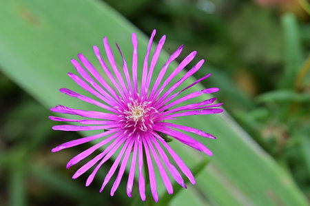 Carpobrotus crassifolius,Gran Canaria,Spainの写真素材