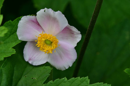 Anemone japonica (Japanese anemone, Japanese anemone)の写真素材