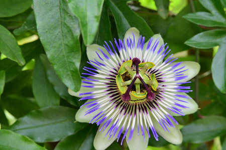 Passiflora caerulea, Passiflora caeruleaの写真素材