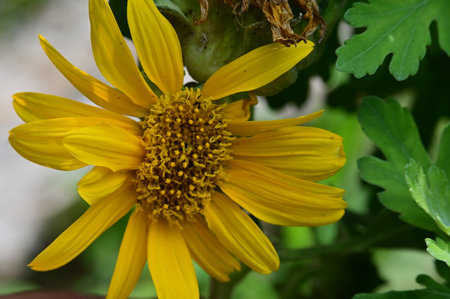 Yellow flower with green leaves background, Thailand. (Helianthus annuus)の写真素材