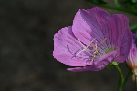 Purple Evening Primrose, Oenothera speciosaの写真素材